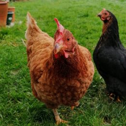 Peri Peri (menopausal) Chicken (Work in Progress)