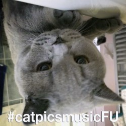 Cat Pictures to Music for an Hour